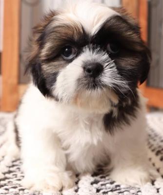 Considerate Shih Tzu puppies for sale